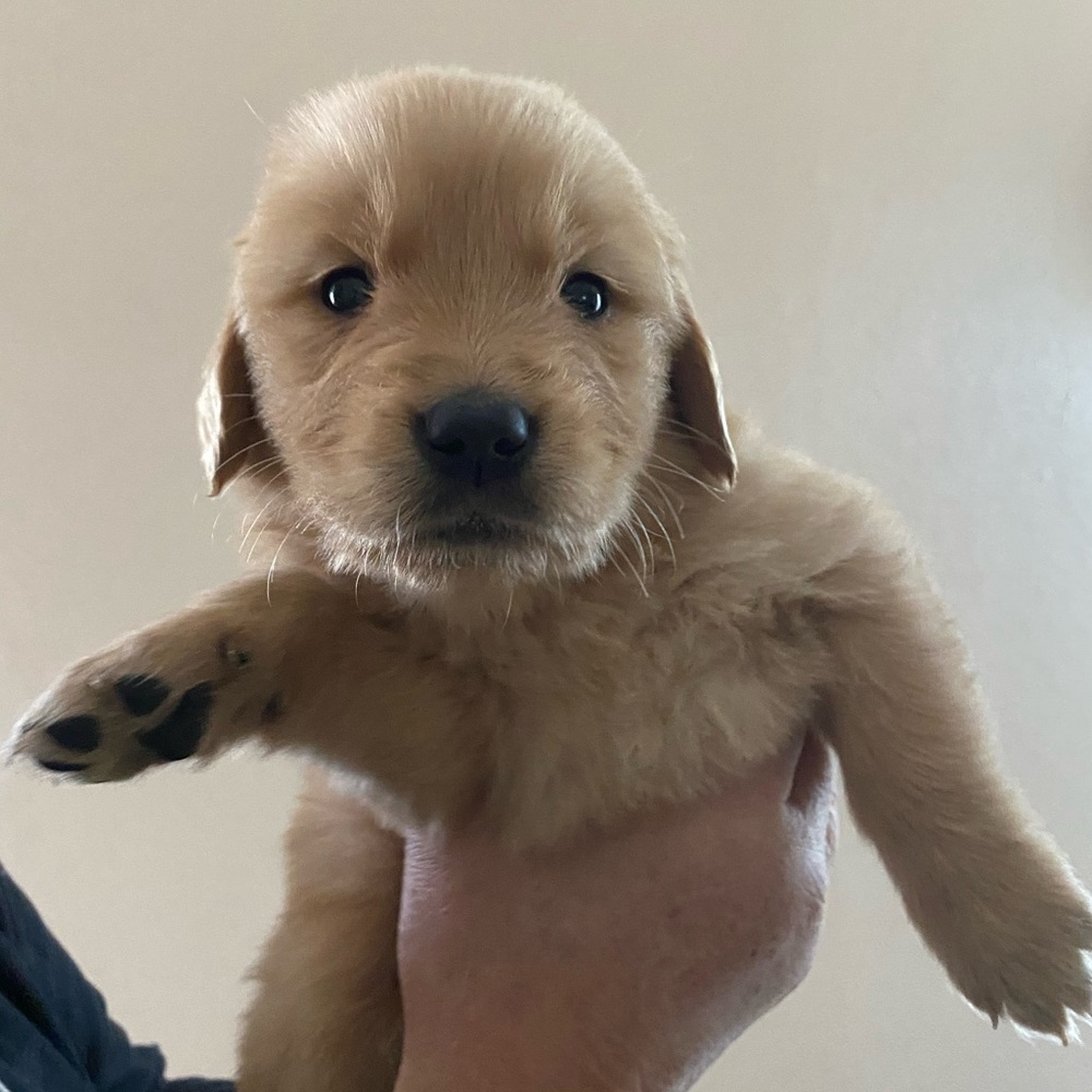 Meet your Posher, Brant